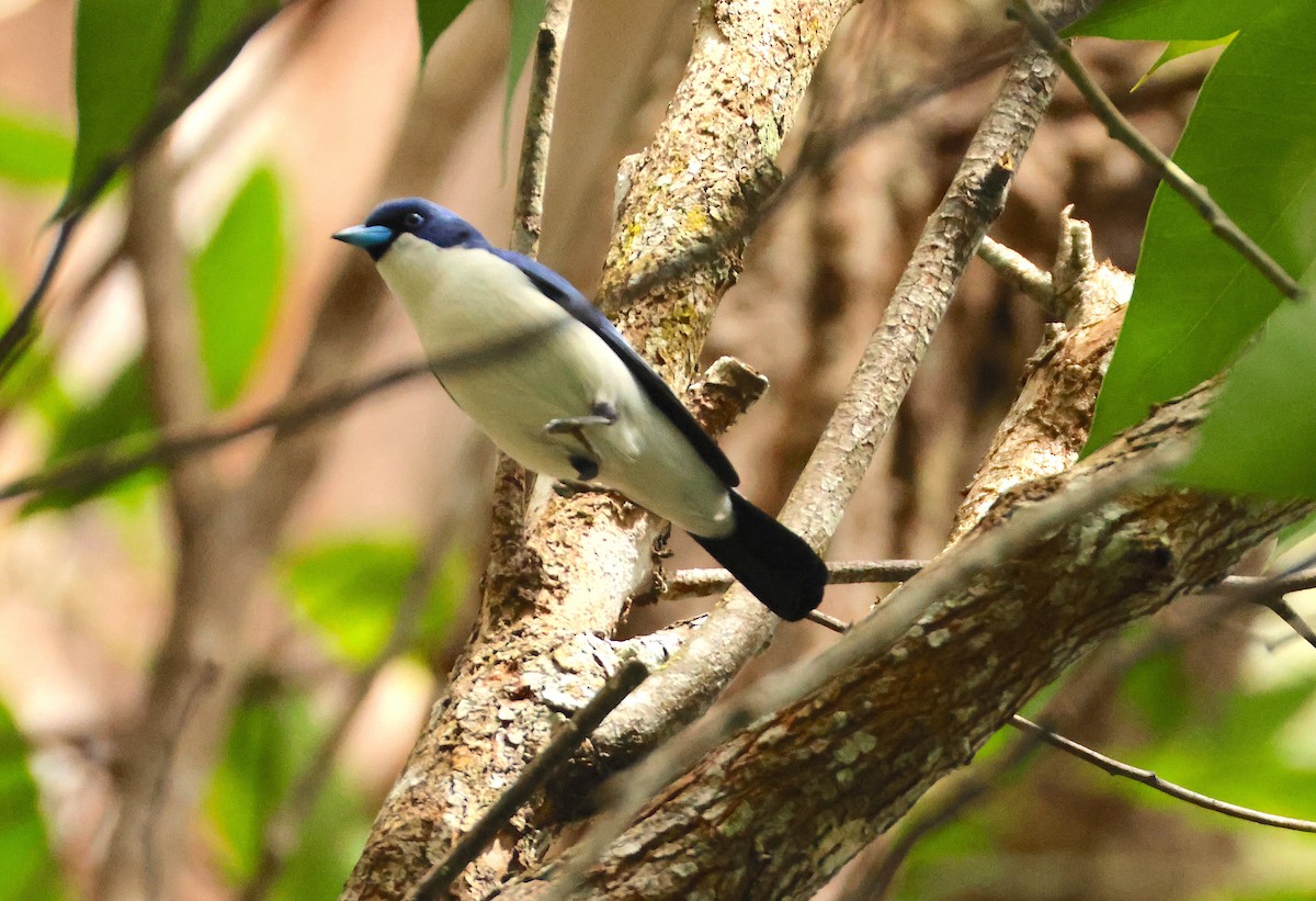 Madagascar Blue Vanga - ML645215885