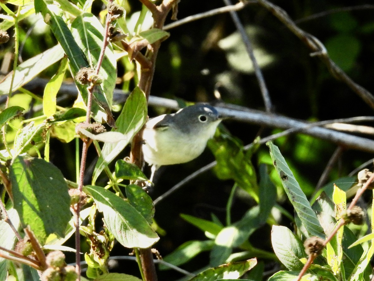 Blue-gray Gnatcatcher - ML645215887