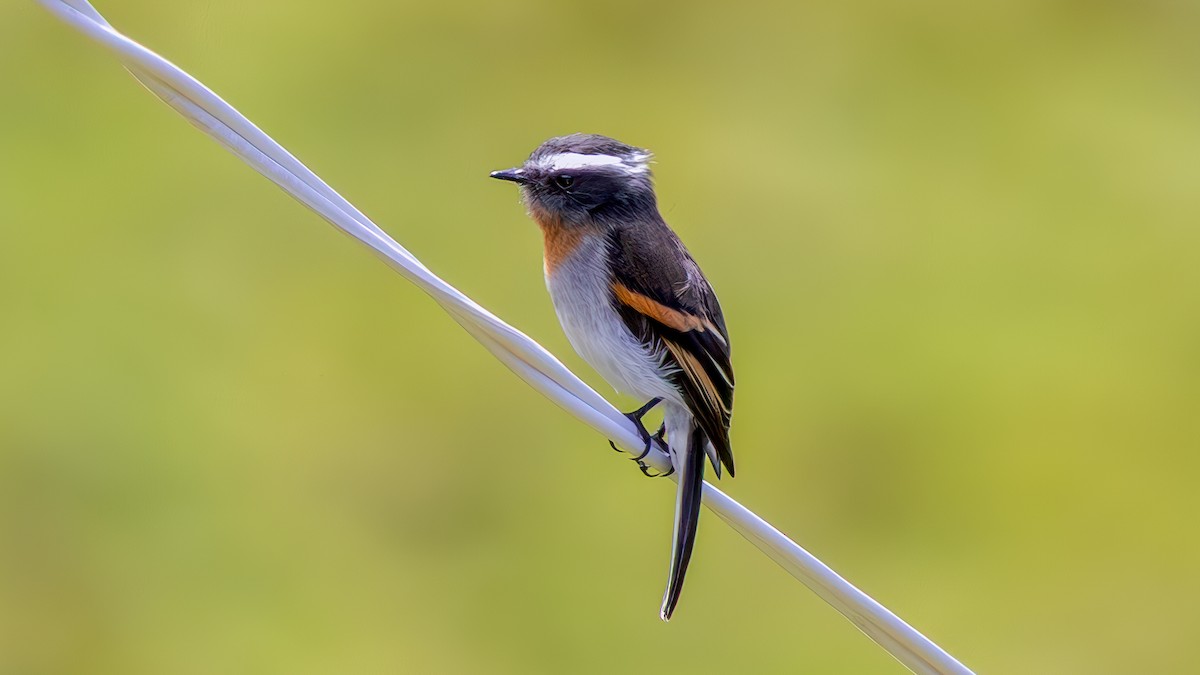 Rufous-breasted Chat-Tyrant - ML645215888