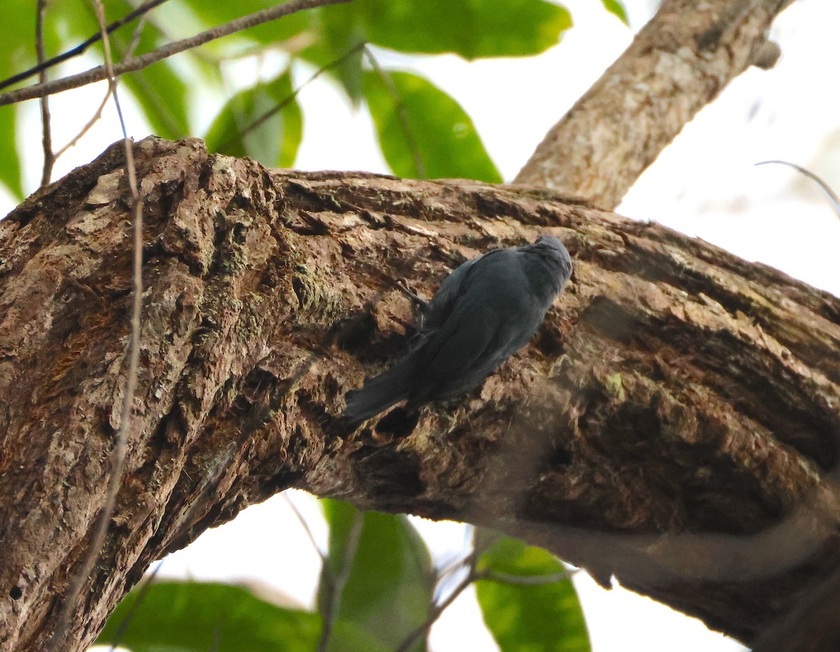 Nuthatch-Vanga - ML645215889