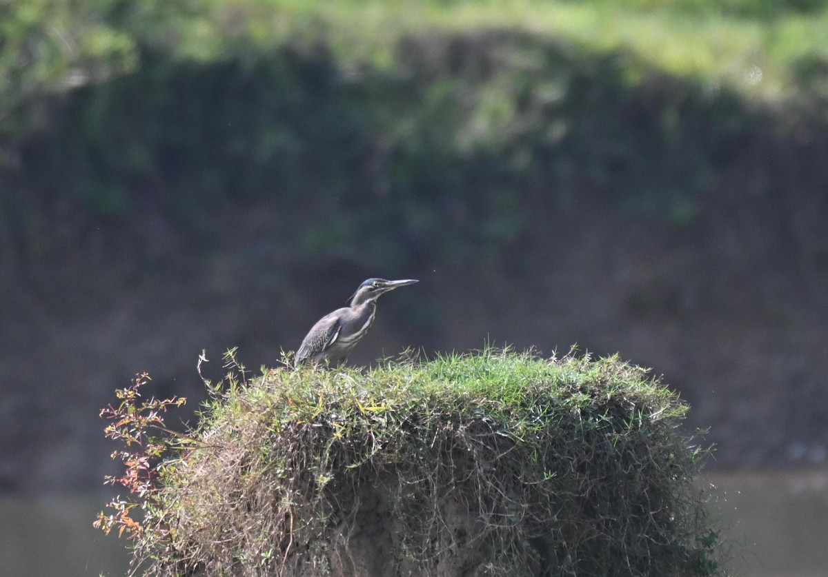 volavka malá - ML645215895