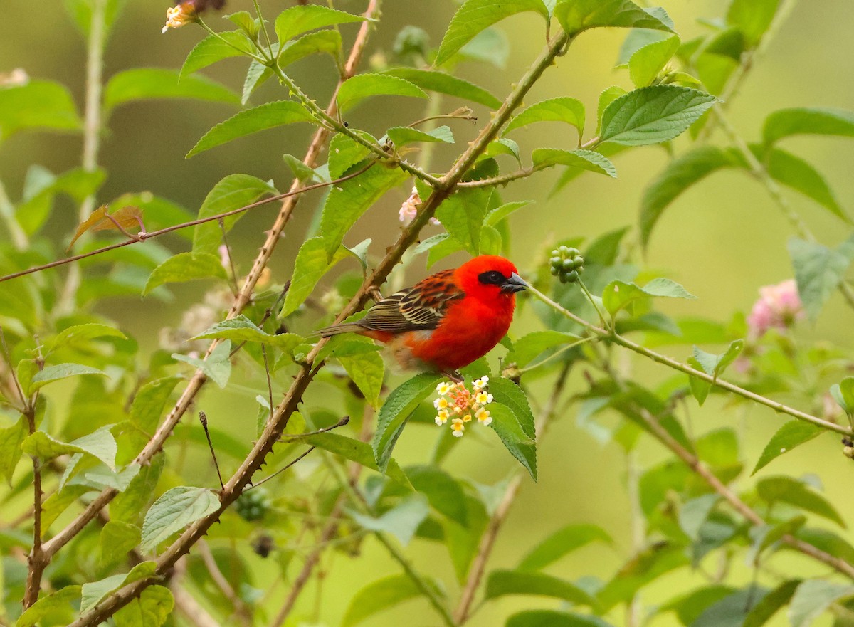 Red Fody - ML645215906