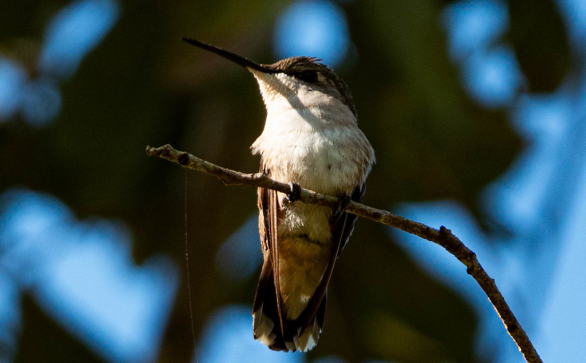 Рубиновогорлый колибри - ML645215907