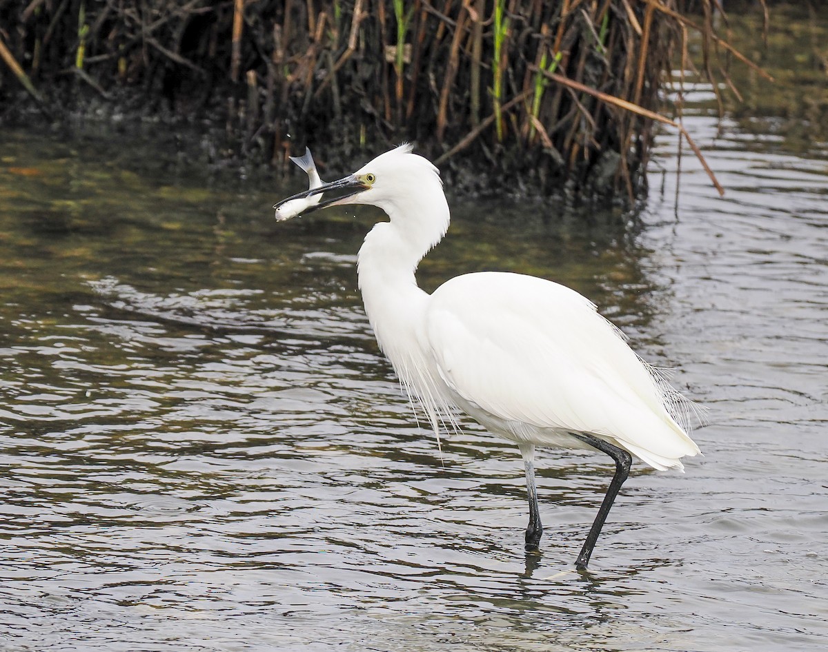 Little Egret - ML645215915