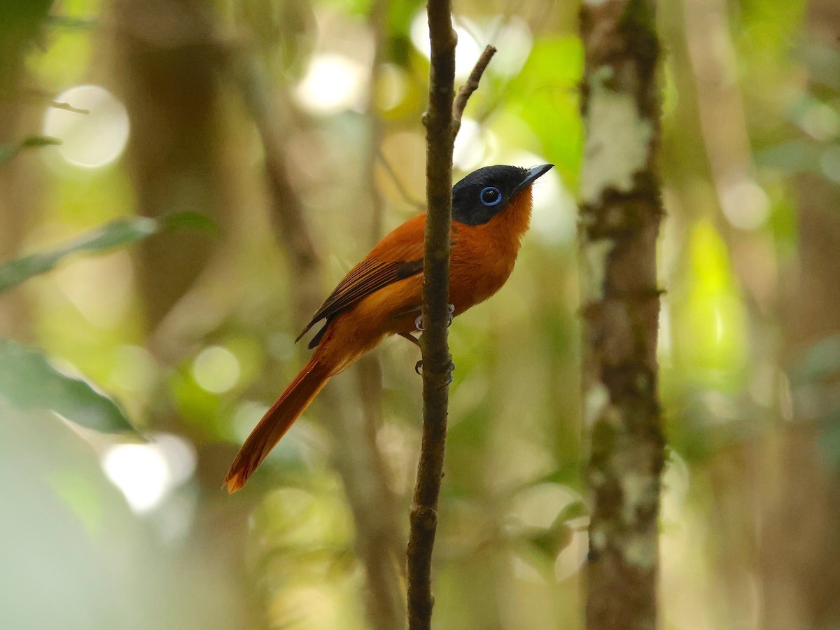 Malagasy Paradise-Flycatcher (Malagasy) - ML645215916