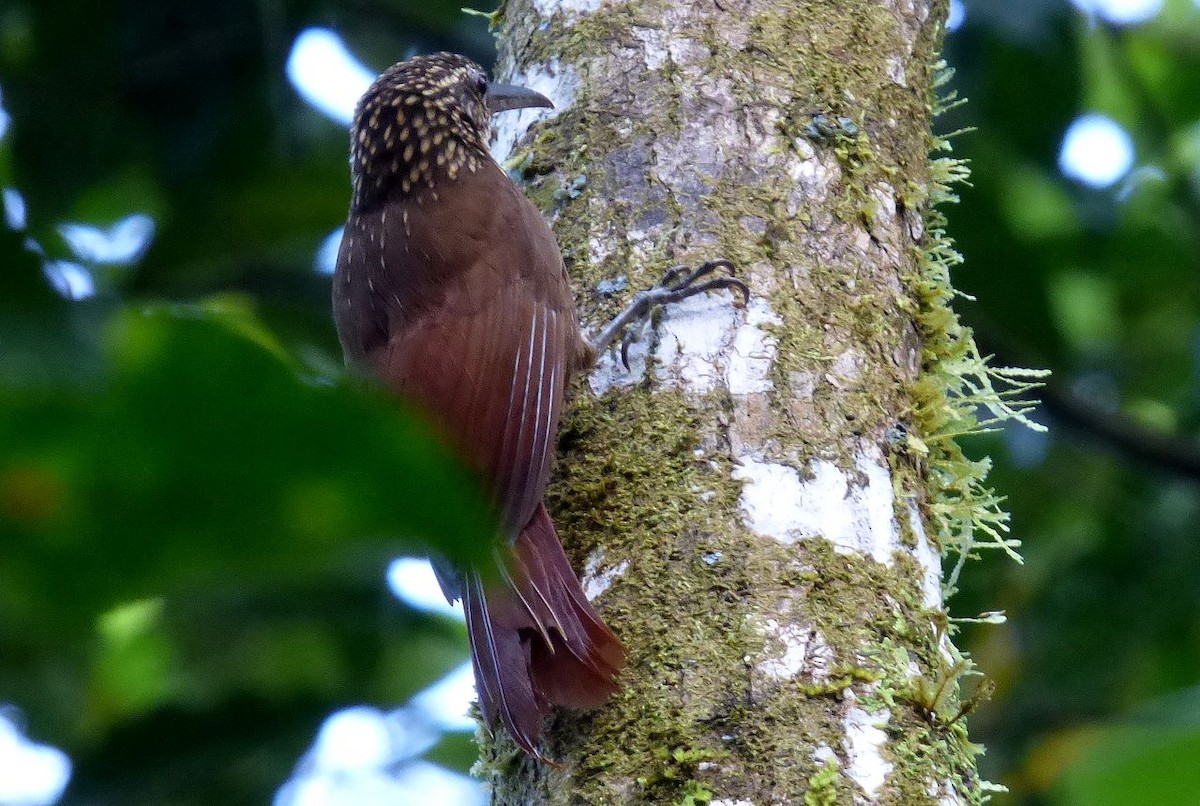 Cocoa Woodcreeper - ML645215922