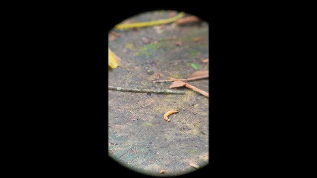 Тихоголос жовтопідборідний - ML645215925