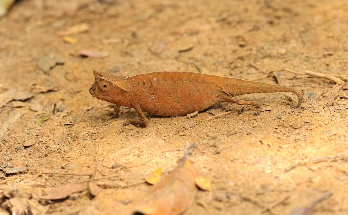 Brown Leaf Chameleon - ML645215992