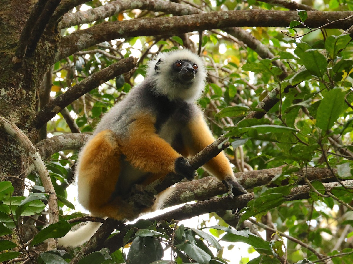 Diademed Sifaka - ML645216003