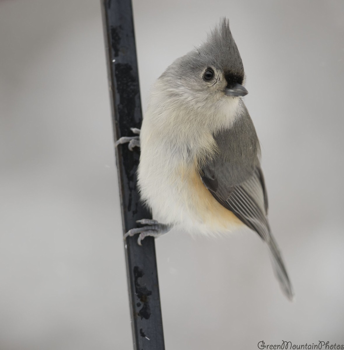 sýkora rezavoboká - ML645216010