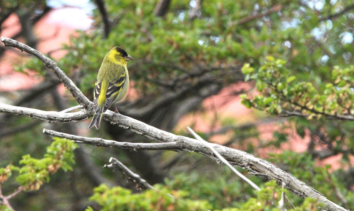 Чиж бородатий - ML645216011