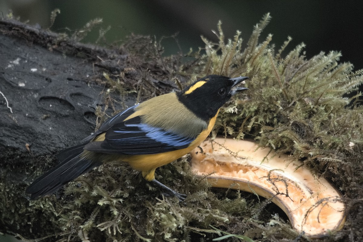 クロアゴヤマフウキンチョウ - ML645216021