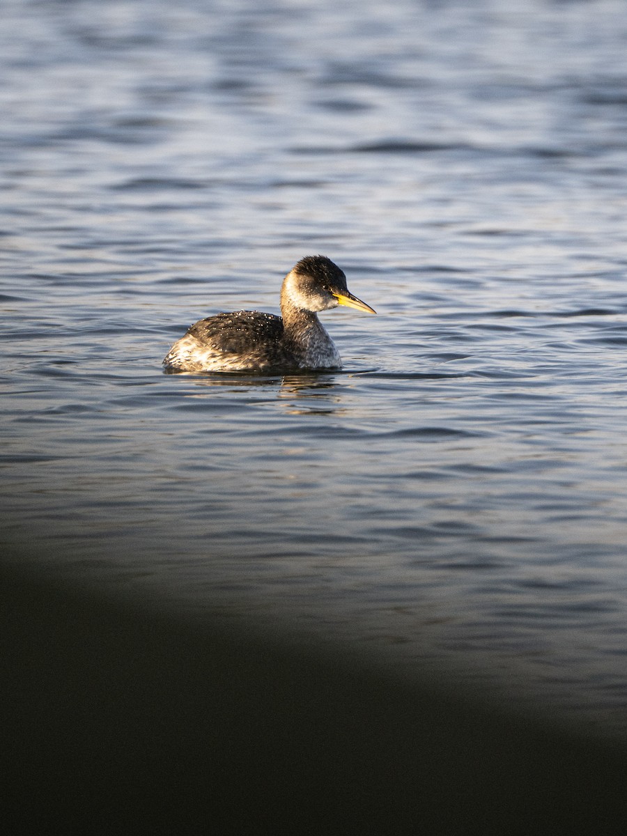 Пірникоза сірощока - ML645216038