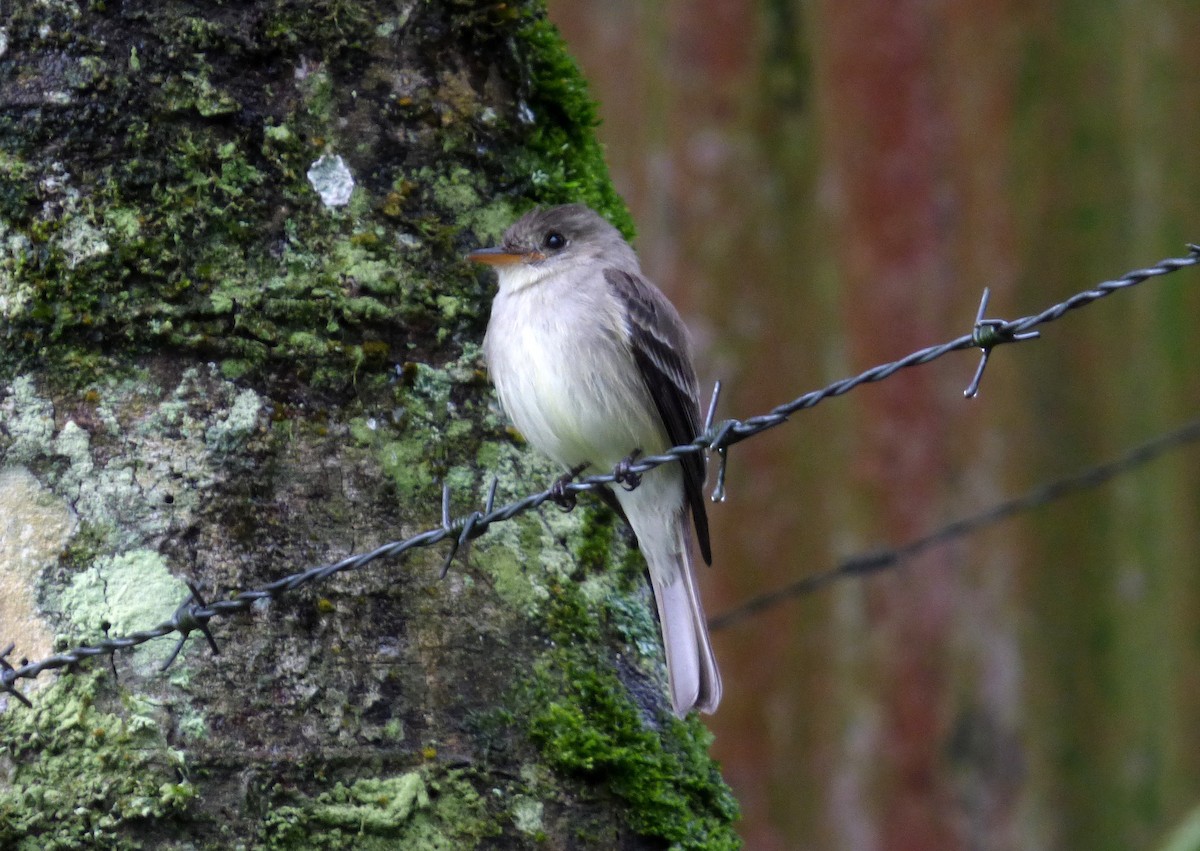 Northern Tropical Pewee - ML645216045