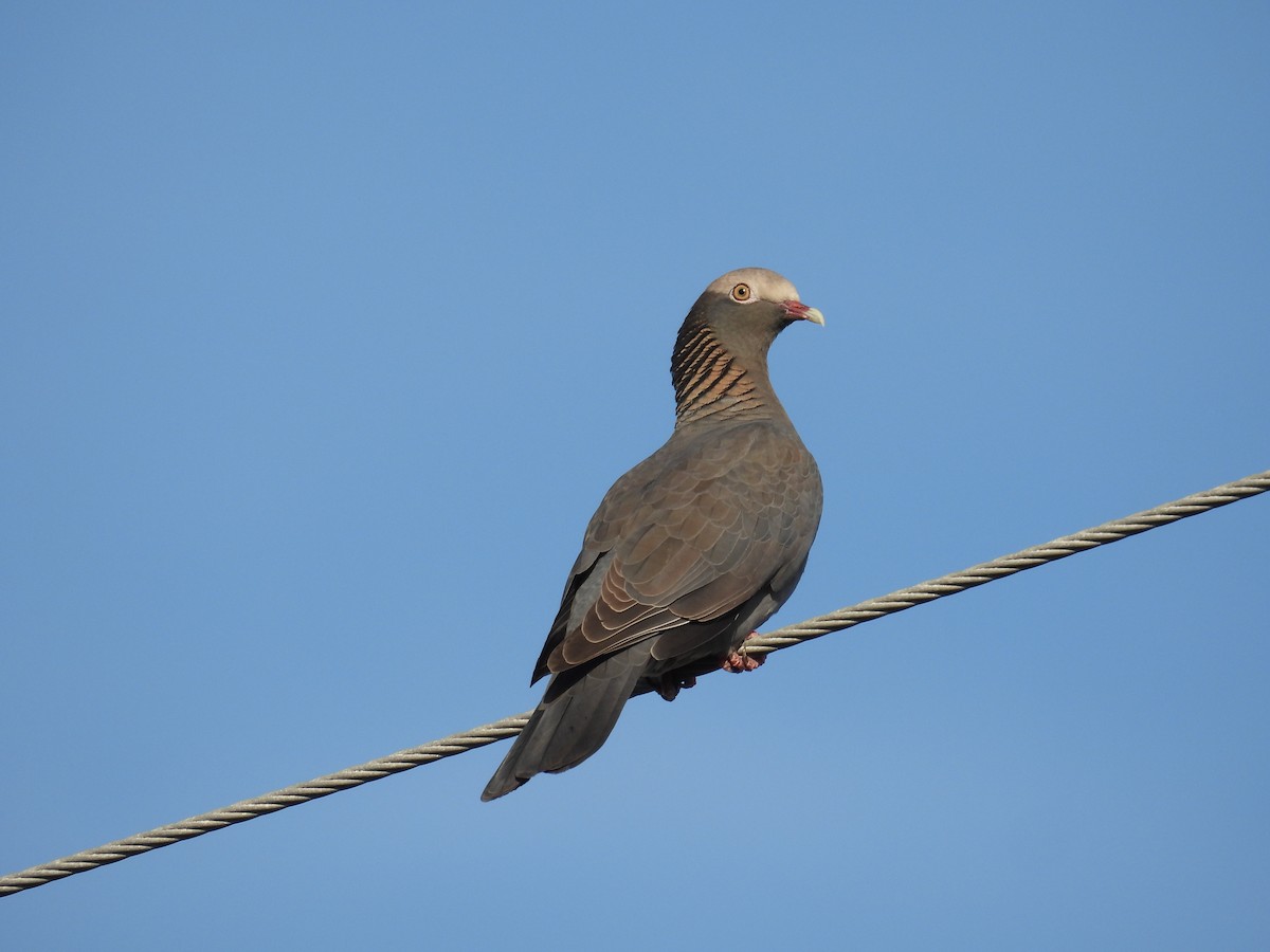 holub antilský - ML645216052