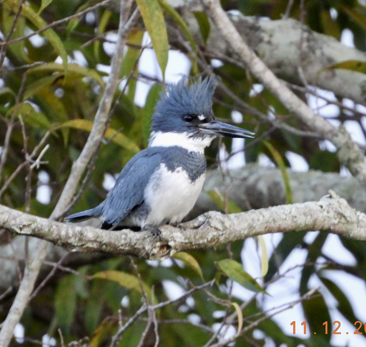 Belted Kingfisher - ML645216078