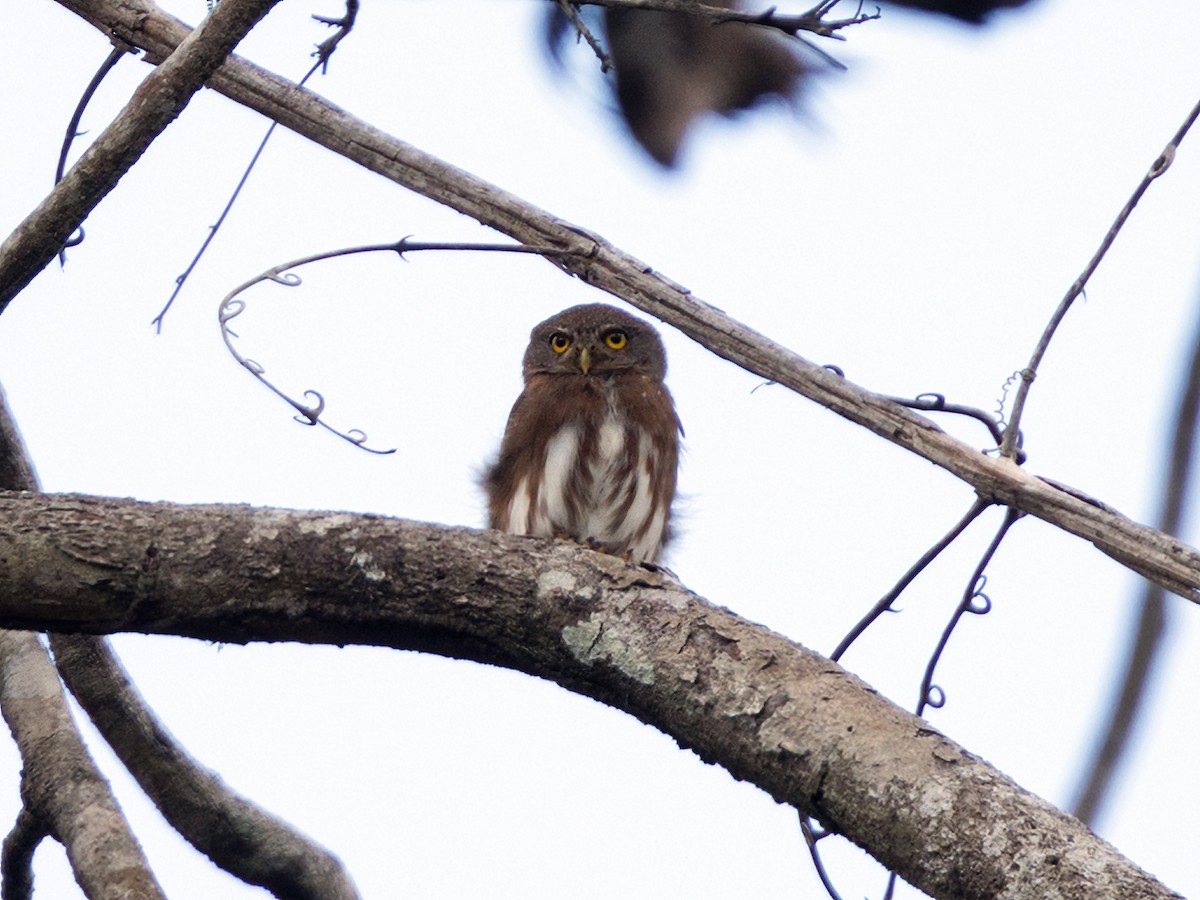 Amazonian Pygmy-Owl - ML645216079