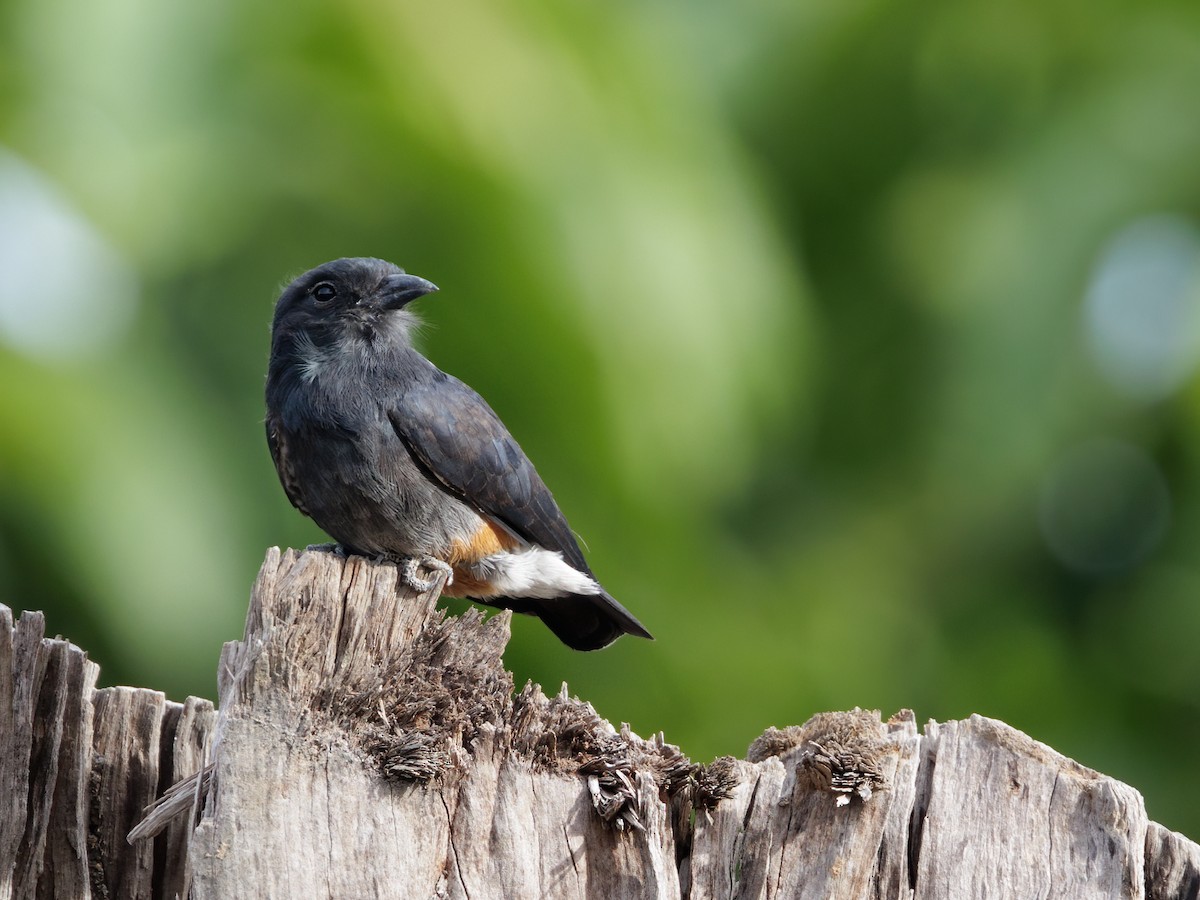 Swallow-winged Puffbird - ML645216081