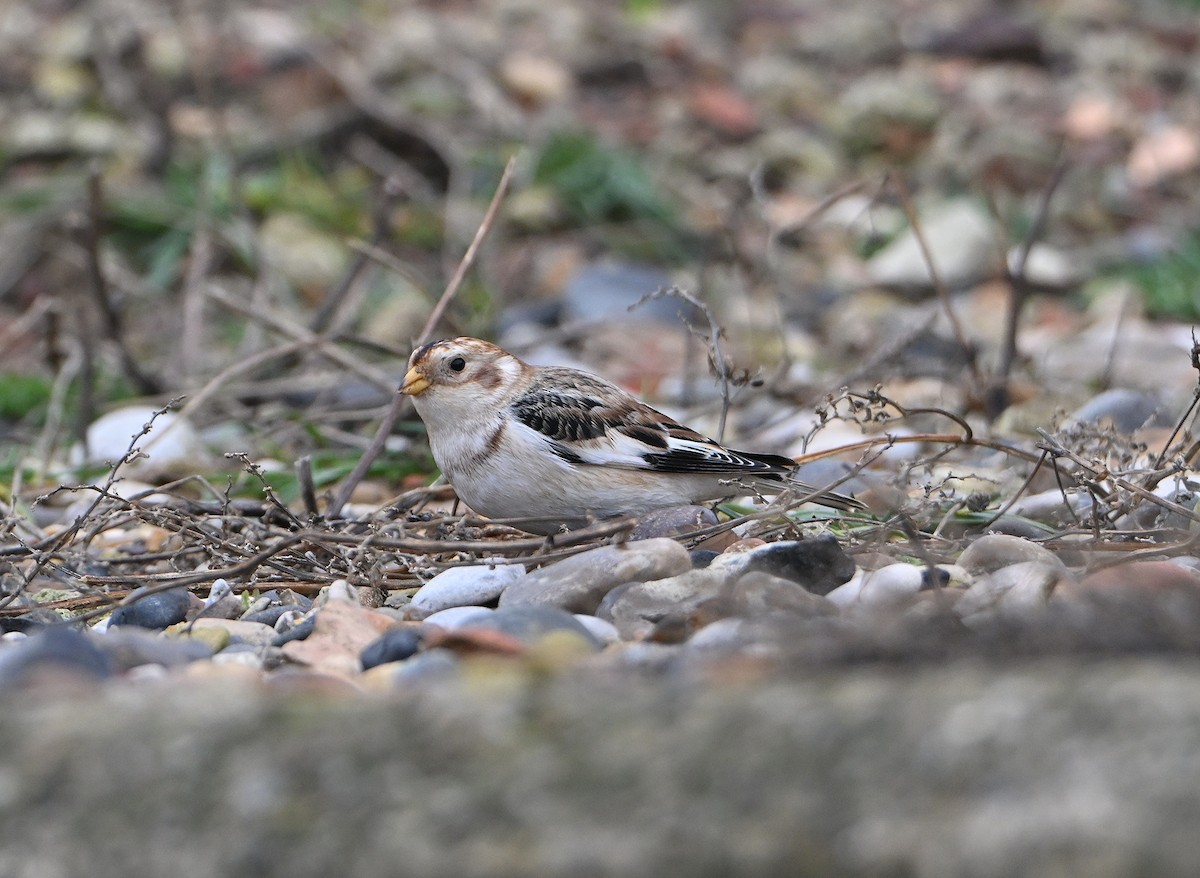 Snow Bunting - ML645216088