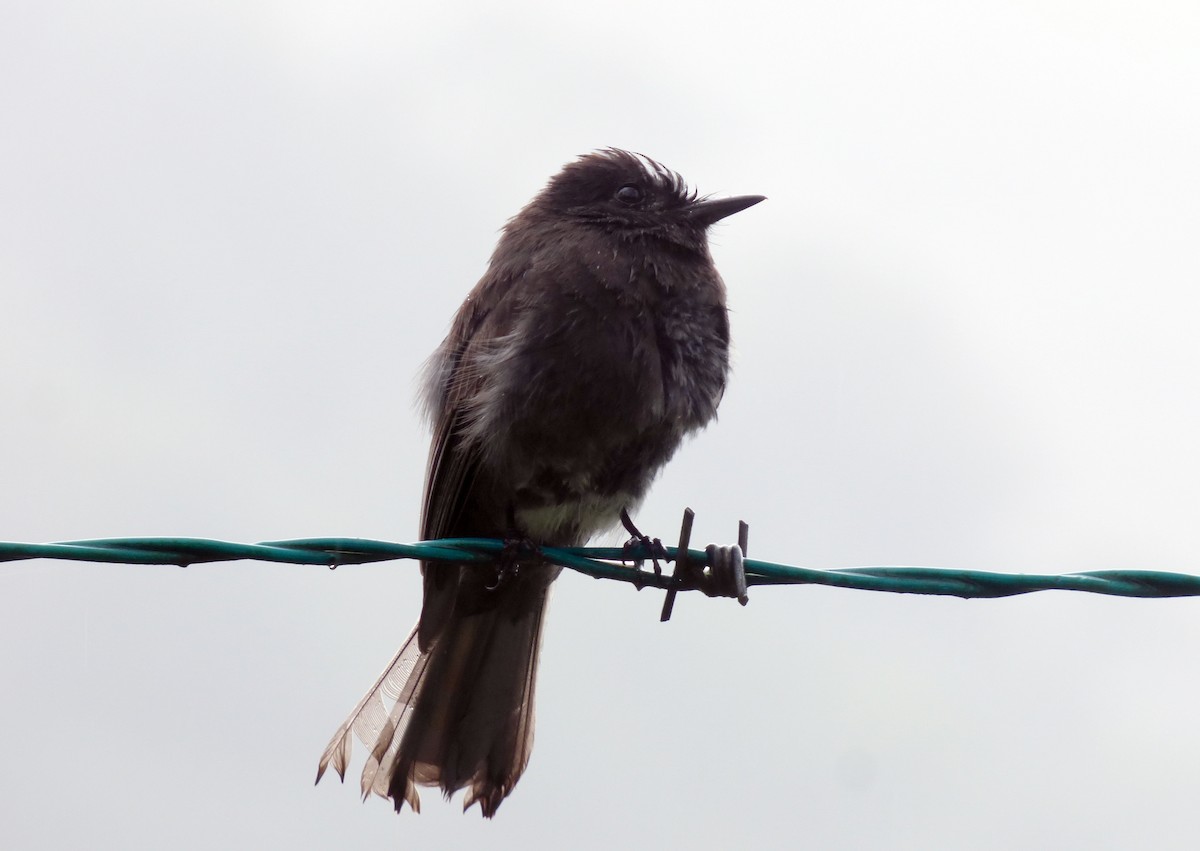 Black Phoebe - ML645216089