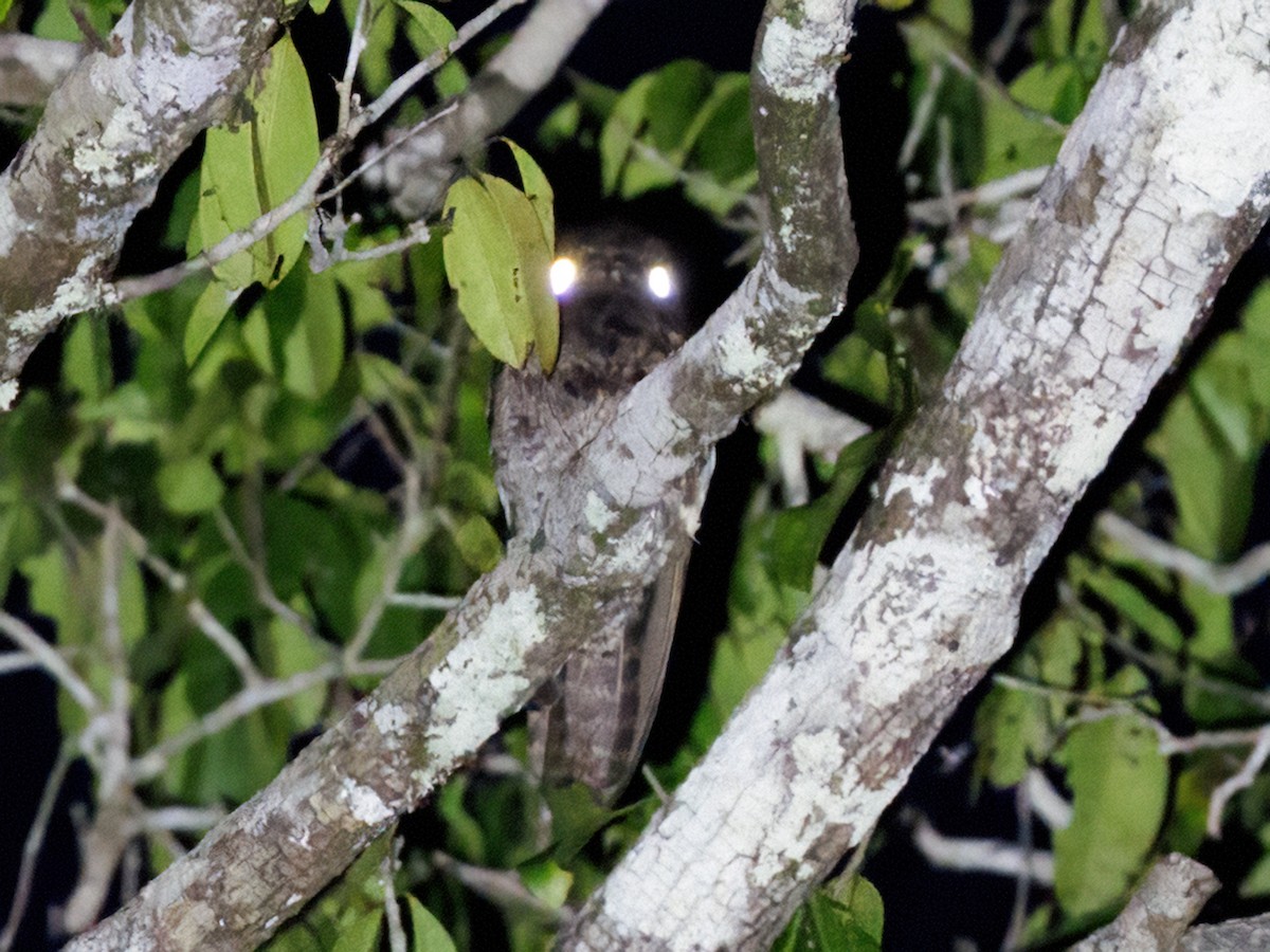 White-winged Potoo - ML645216090