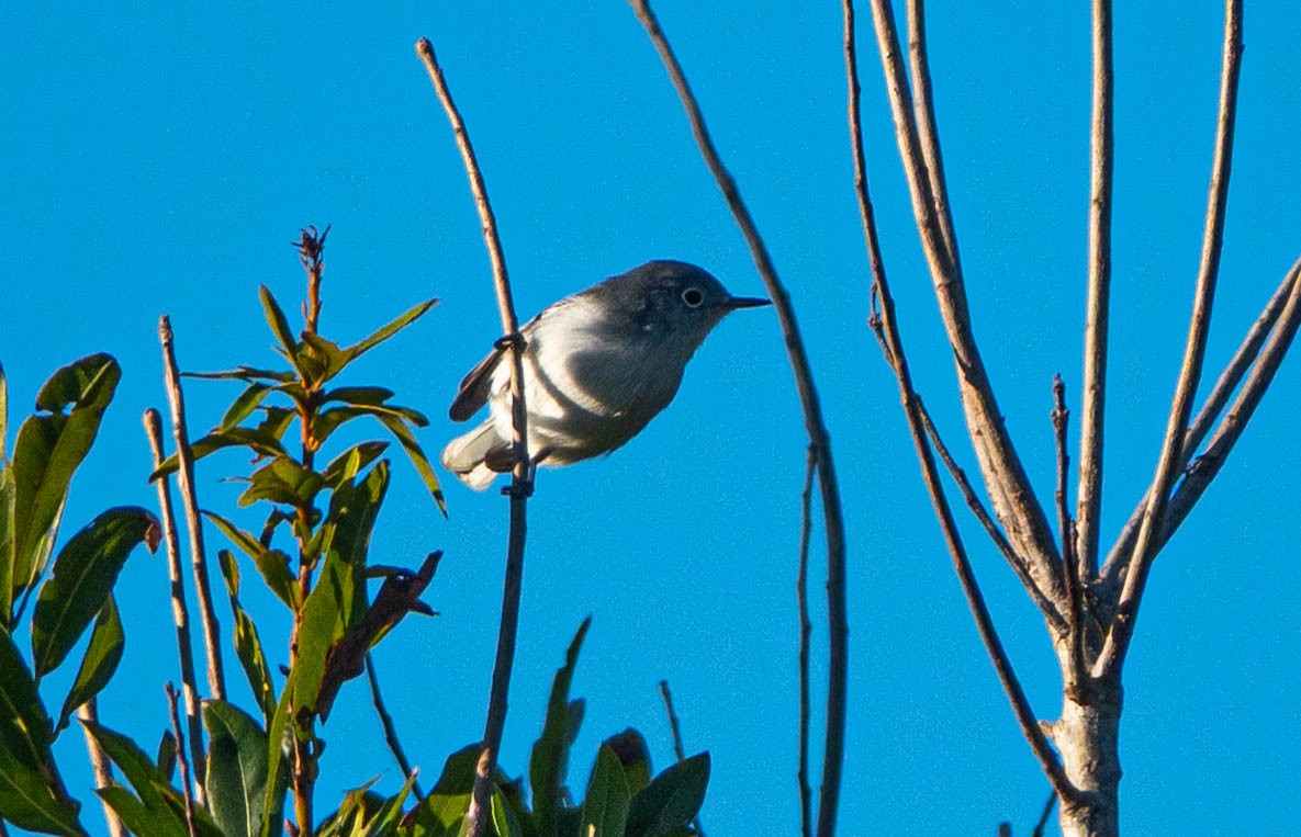 Blue-gray Gnatcatcher - ML645216096