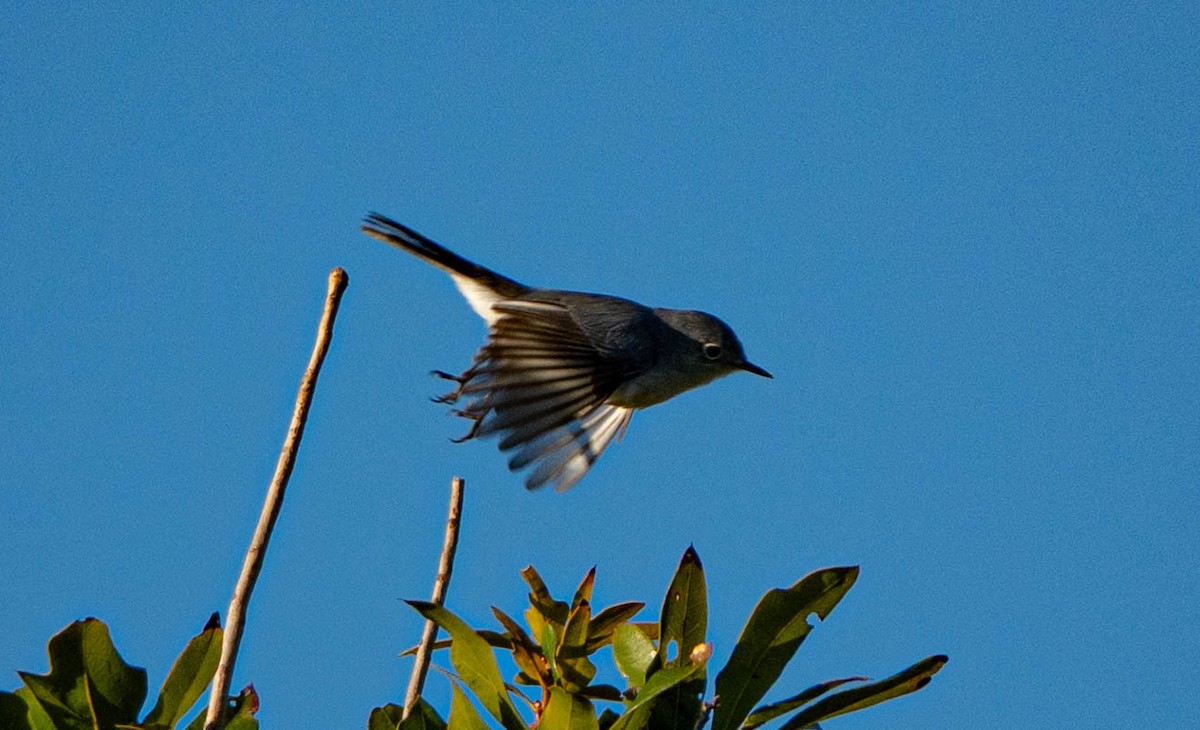 Blue-gray Gnatcatcher - ML645216097