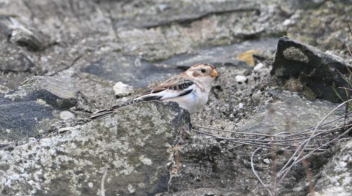 Snow Bunting - ML645216105
