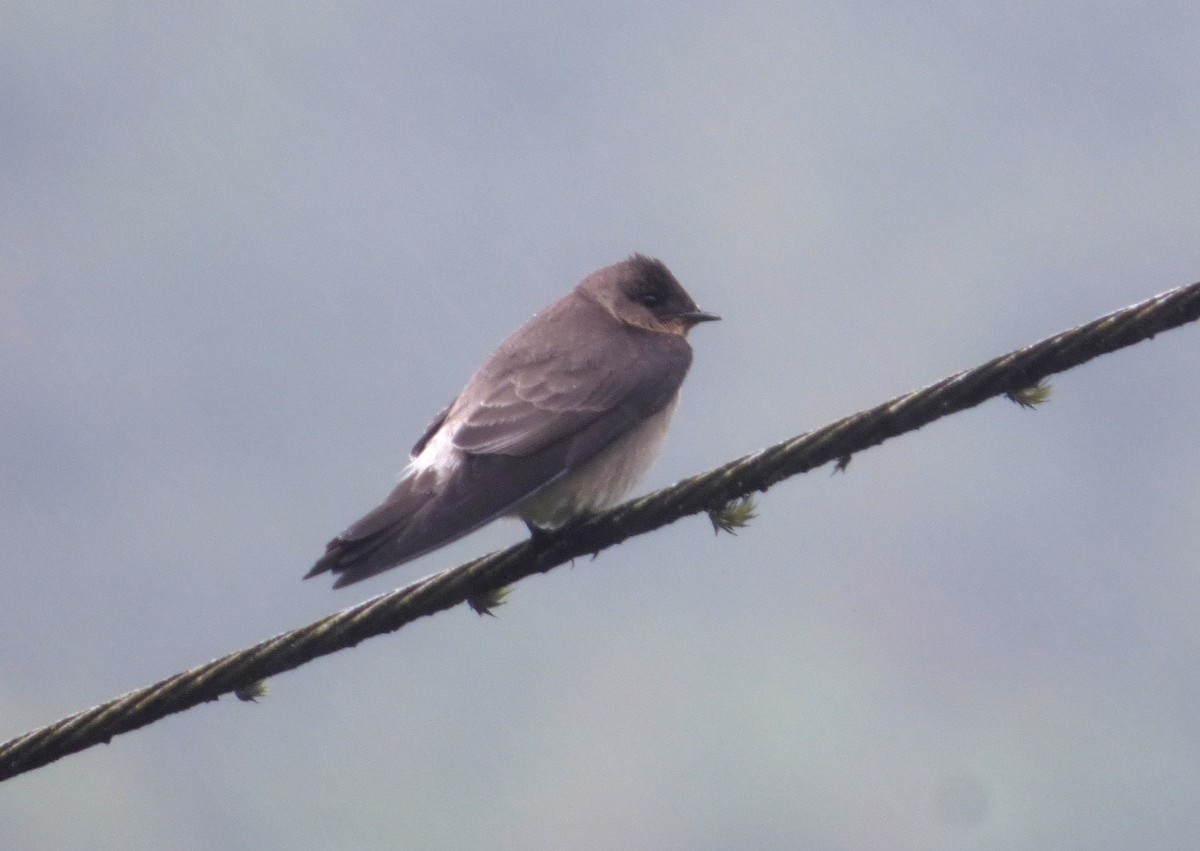 Southern Rough-winged Swallow - ML645216107