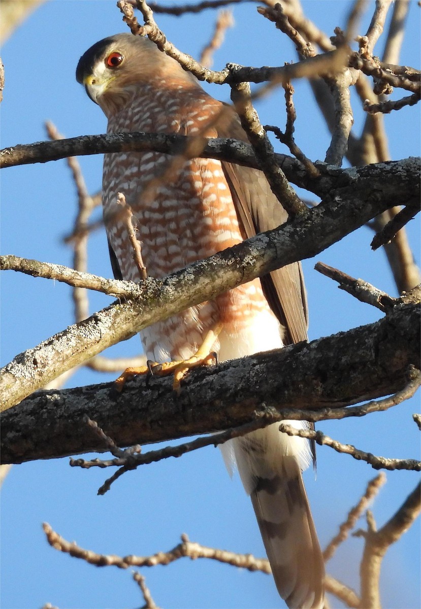 Cooper's Hawk - ML645216108