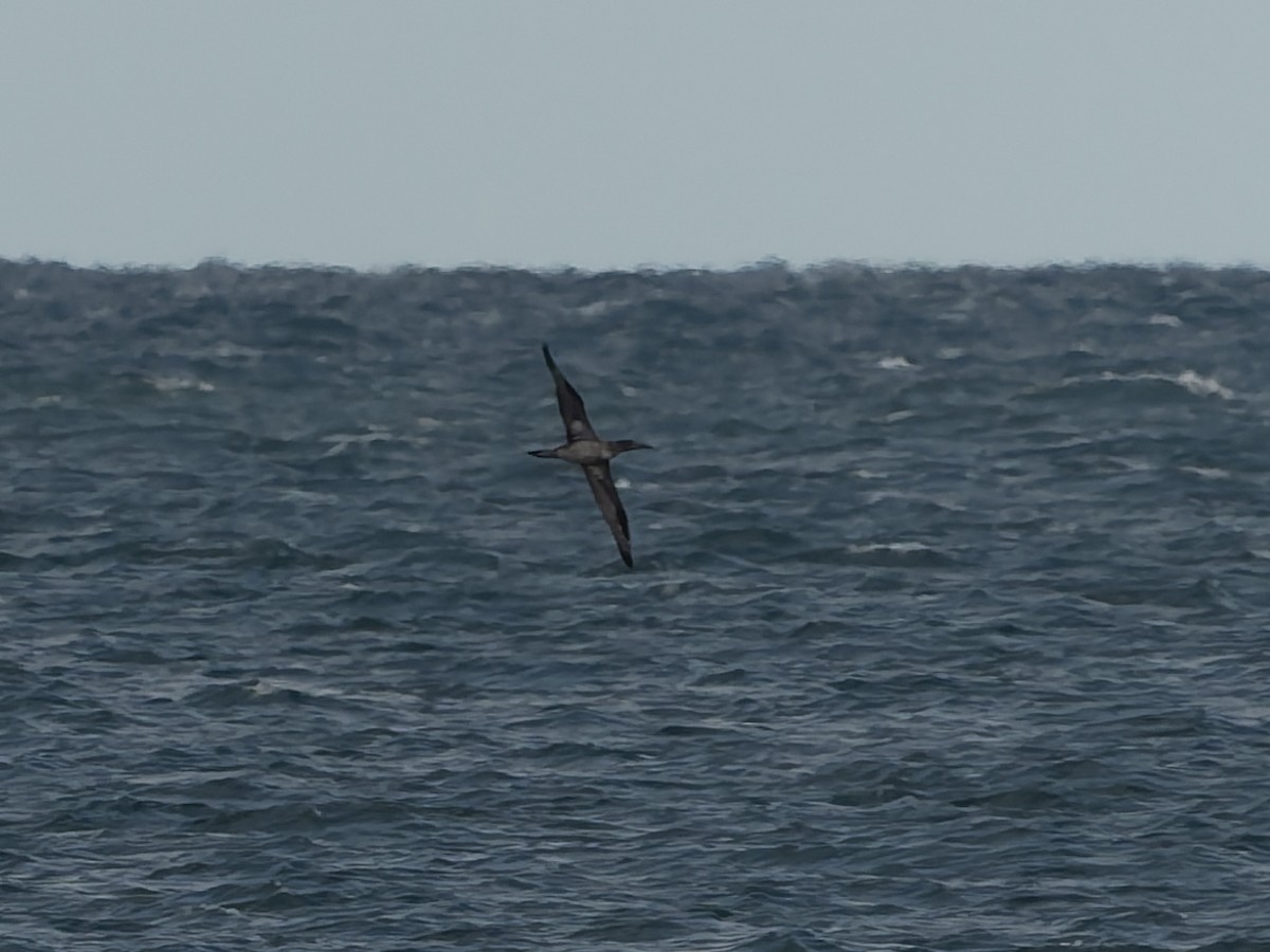 Northern Gannet - ML645216113
