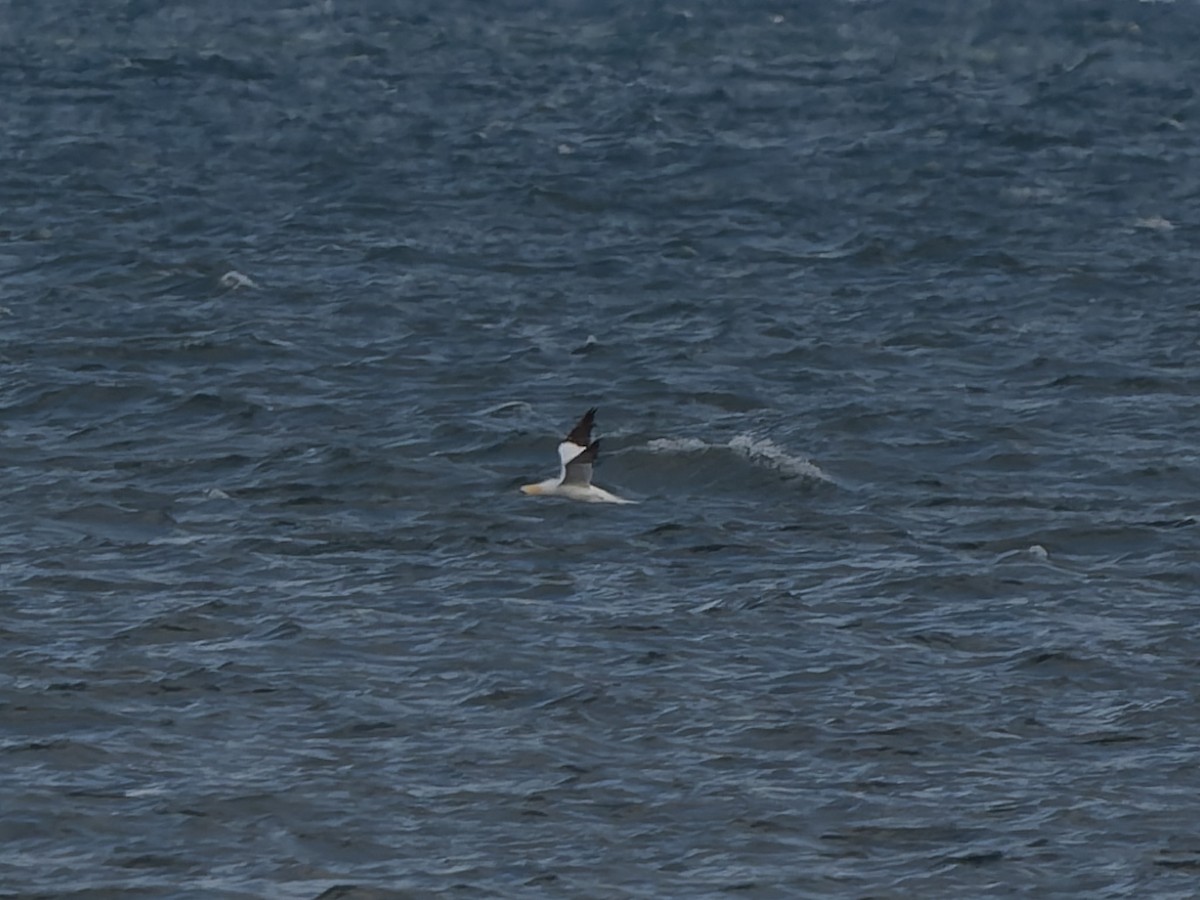 Northern Gannet - ML645216114