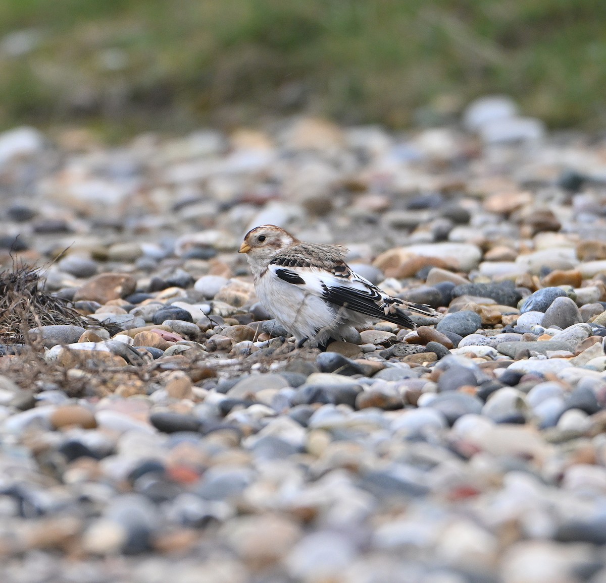 Snow Bunting - ML645216115