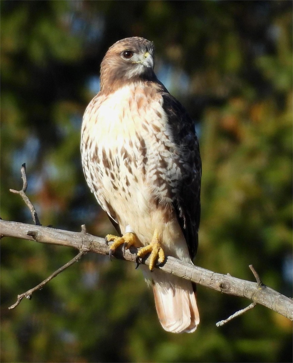 Red-tailed Hawk - ML645216118