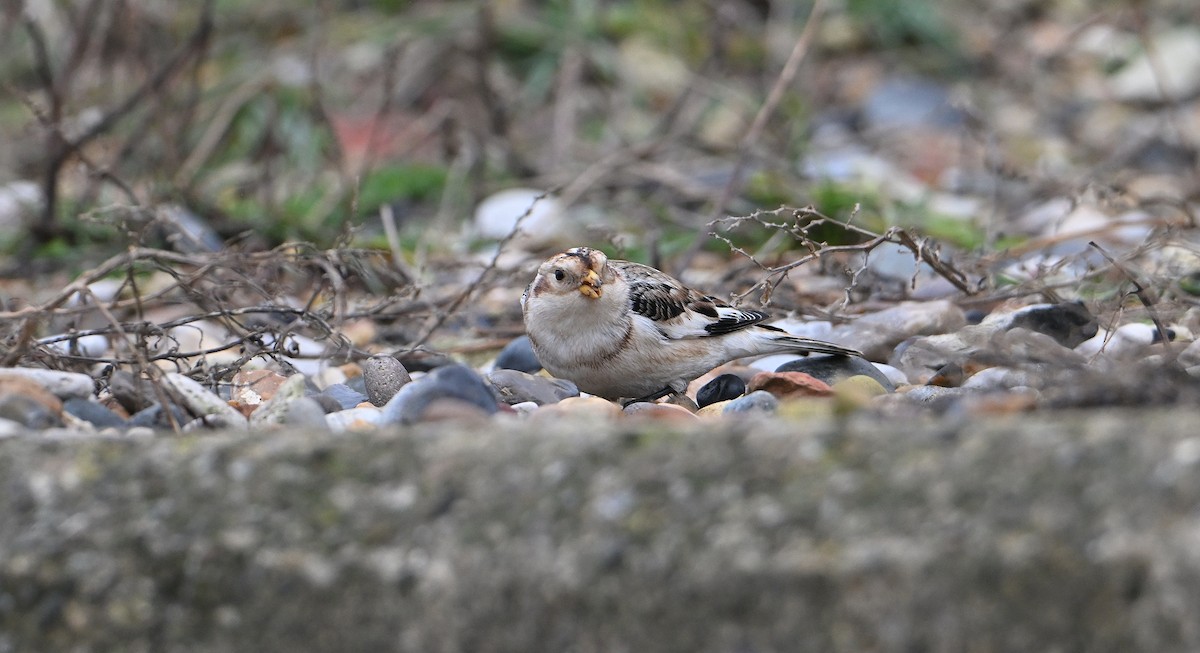 Snow Bunting - ML645216150