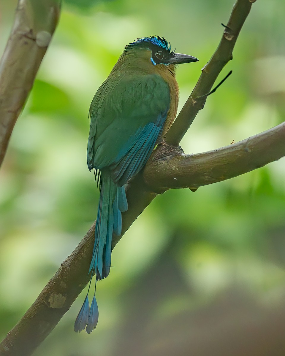 Lesson Motmotu - ML645216152