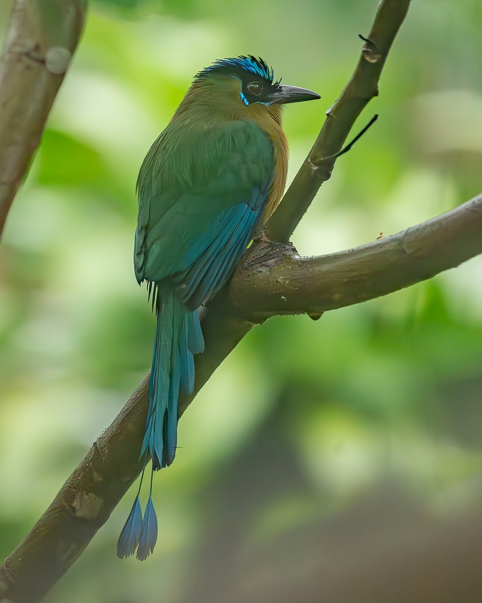 Lesson Motmotu - ML645216153