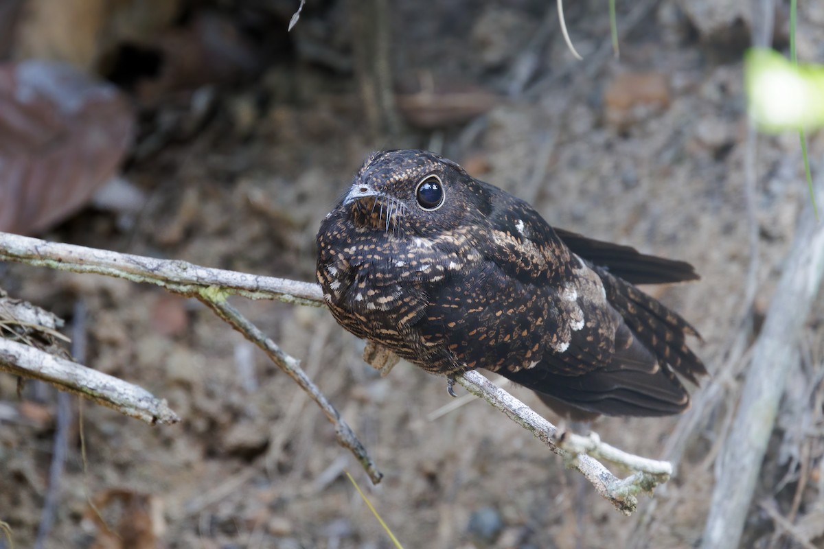 Blackish Nightjar - ML645216155