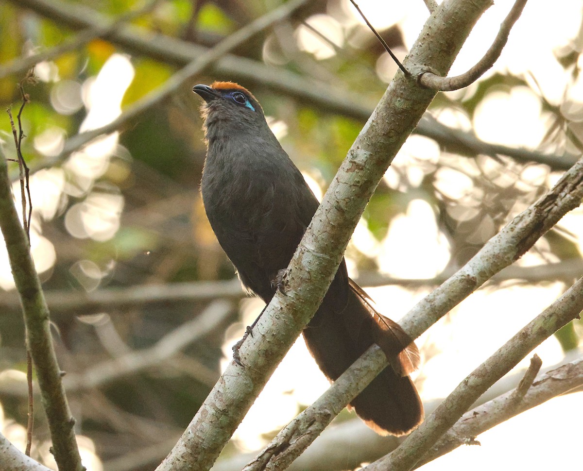 Red-fronted Coua - ML645216156