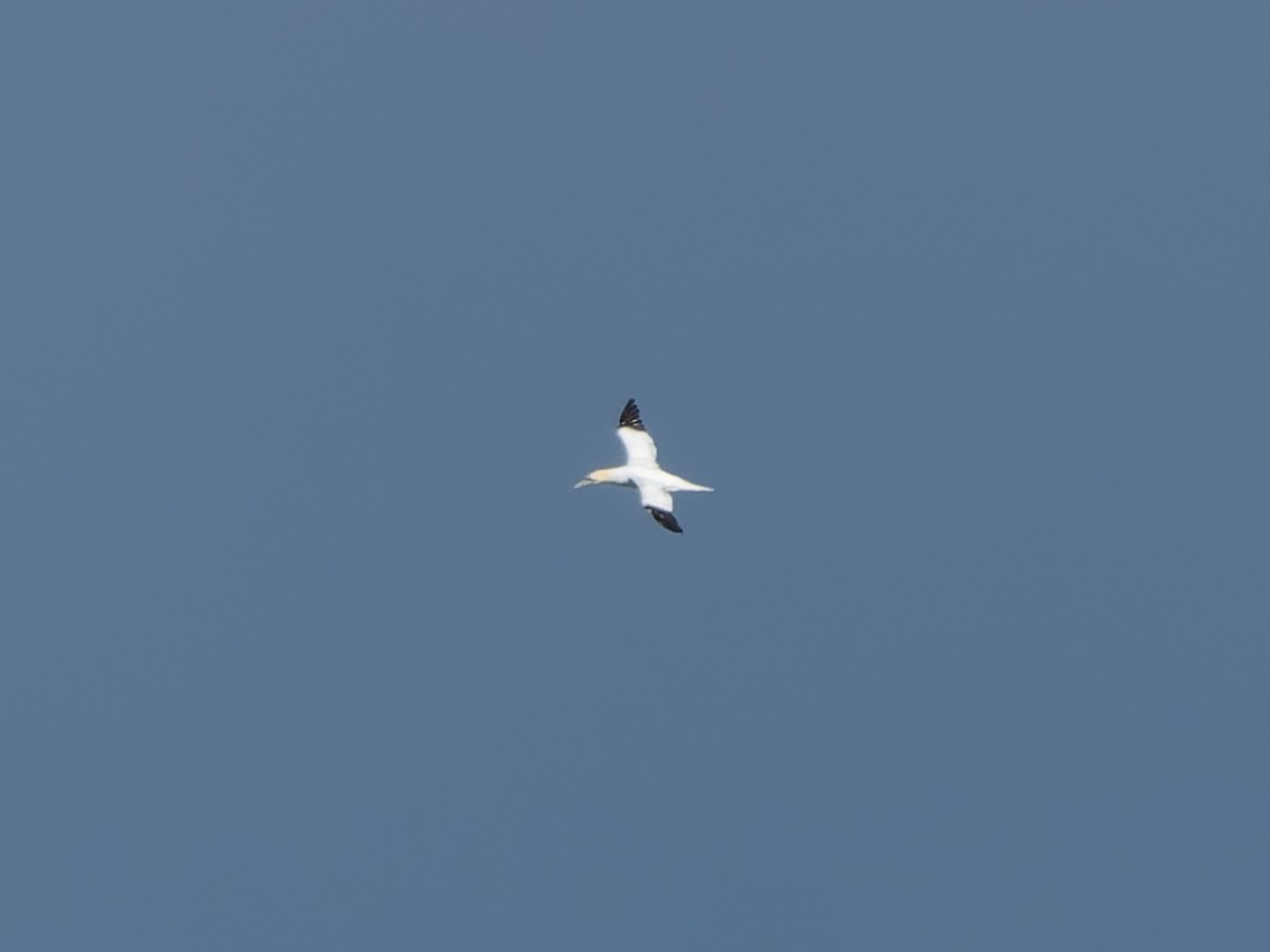 Northern Gannet - ML645216159