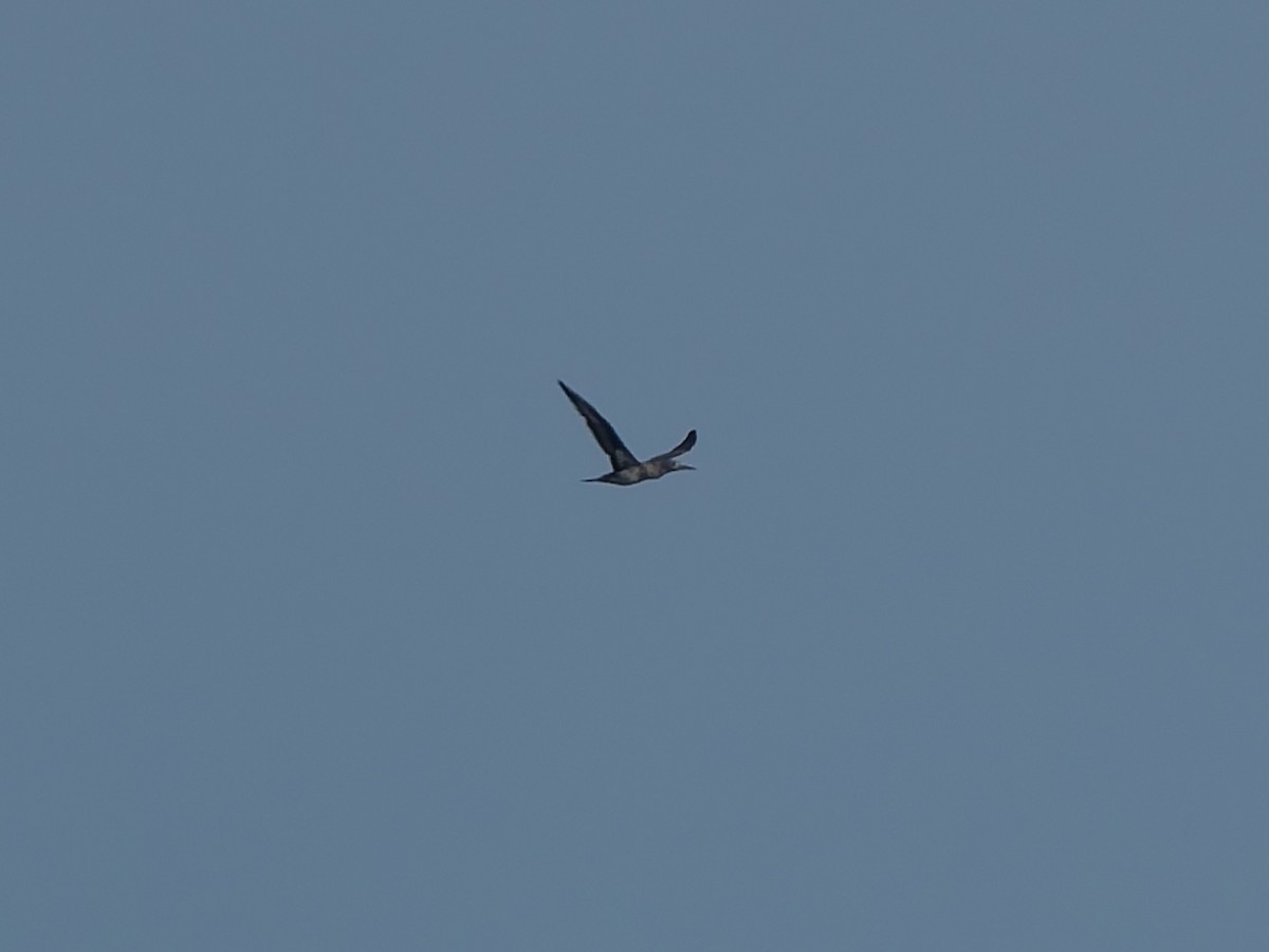 Northern Gannet - ML645216160