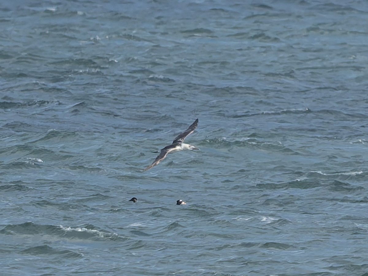 Northern Gannet - ML645216162