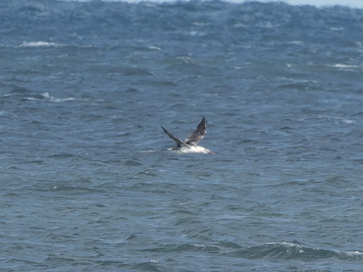 Northern Gannet - ML645216163