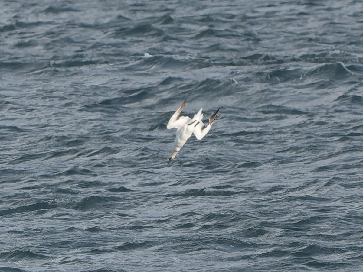 Northern Gannet - ML645216164