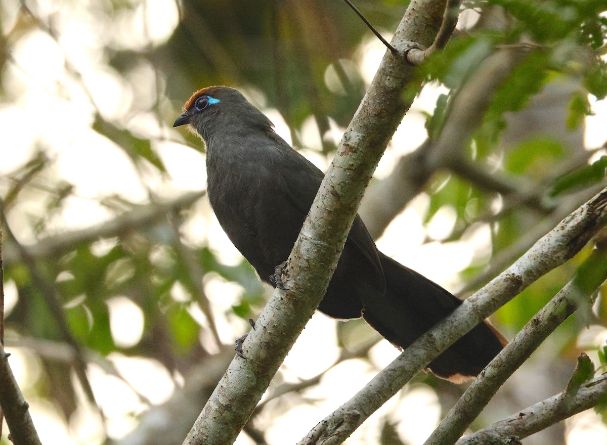 Red-fronted Coua - ML645216171