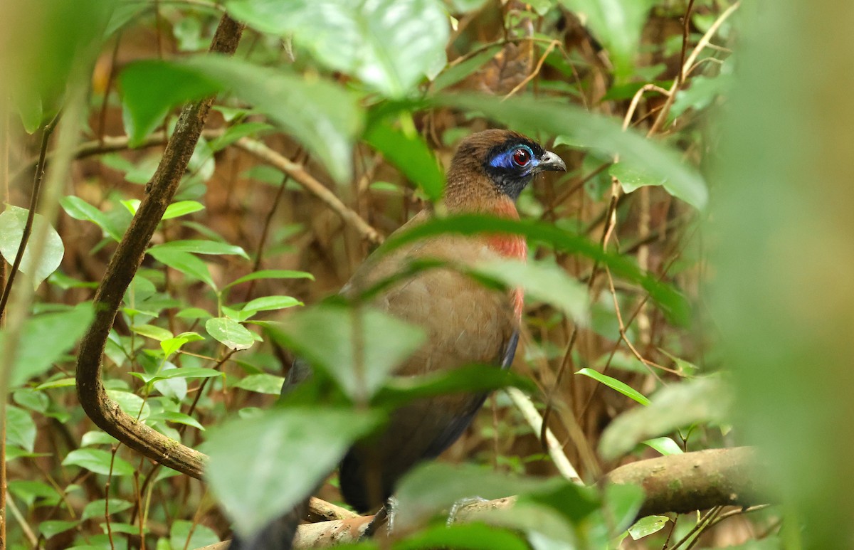 Red-breasted Coua - ML645216177