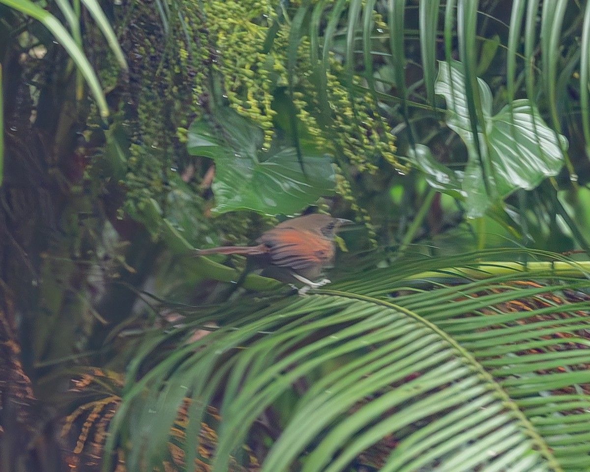 Rufous-breasted Spinetail - ML645216181
