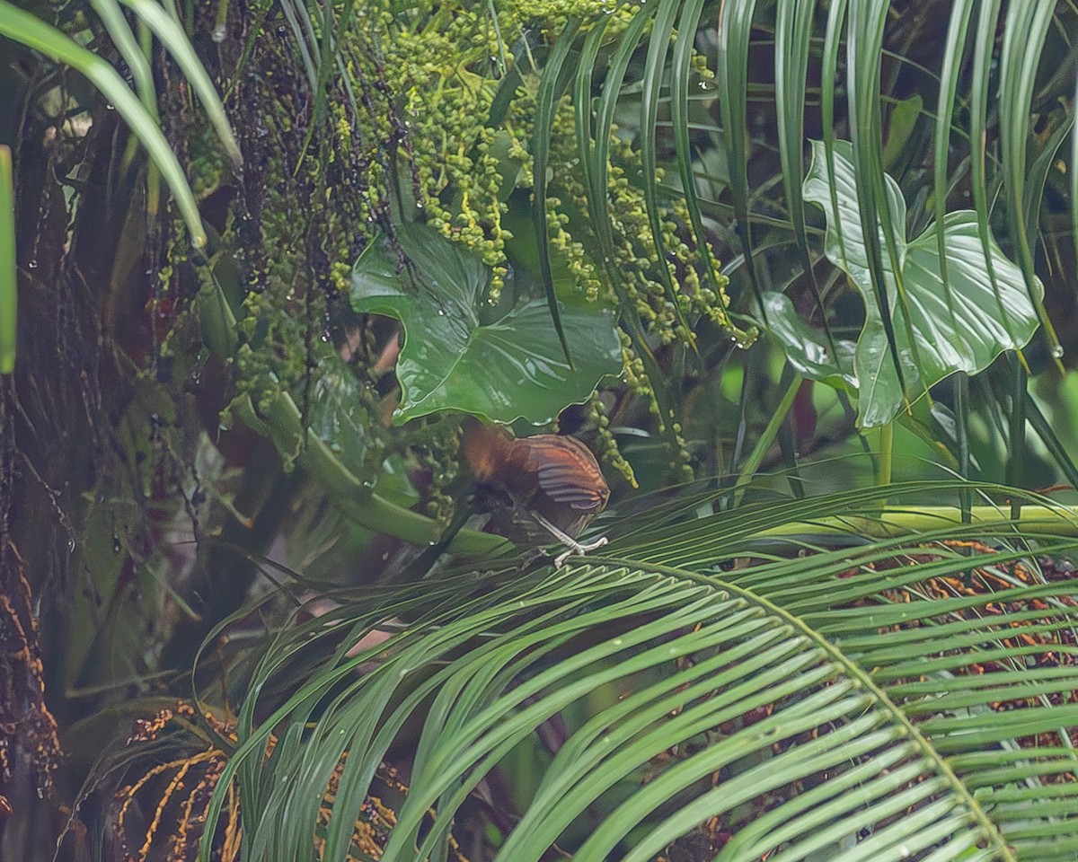 Rufous-breasted Spinetail - ML645216182