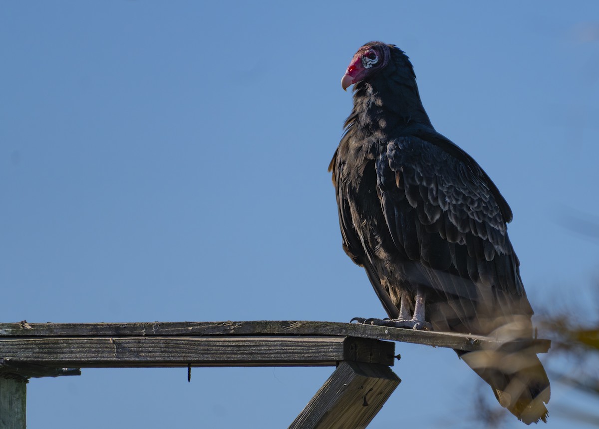 Turkey Vulture - ML645216190