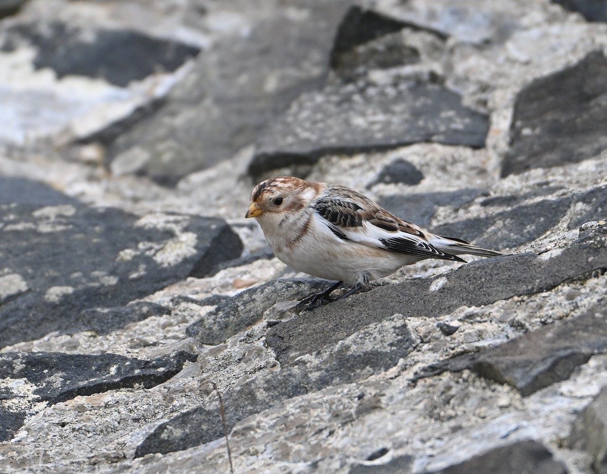 Snow Bunting - ML645216191